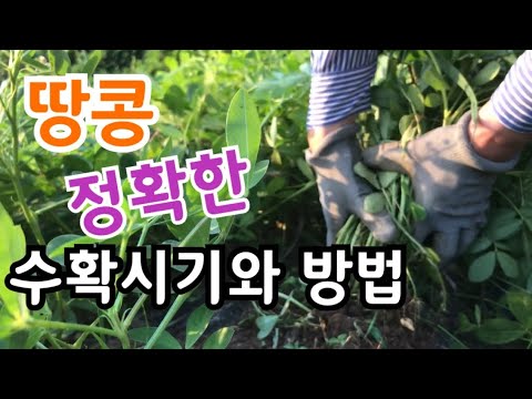 땅콩 수확 시기와 방법 정확하게 알려 드립니다 - Youtube