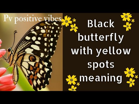 @PVPositiveVibes1111  Black butterfly with yellow spots meaning ✨🌈🦋