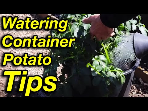 How Often to Water Container Potatoes? Save Time And Money!