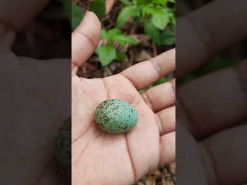 Bird Egg | I Found an Egg in the Garden | Blue Egg | Bird Hatching from Egg | Bird Nest | #Shorts