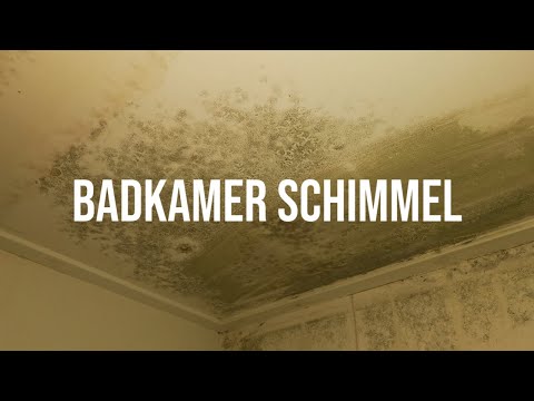 Hoe kan je badkamer schimmel verwijderen? | Frisse Kater