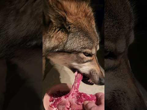 The Best Way to Feed your Wolf Puppy! #wolfdog #wolfpup