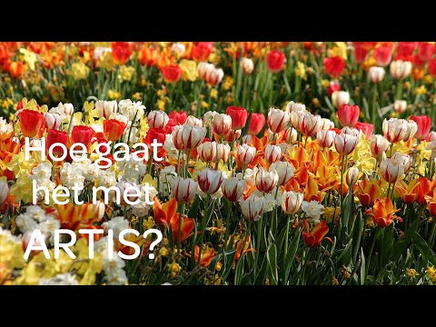 Ton en Jantien delen tulpenbollen uit - Hoe gaat het met ARTIS #8