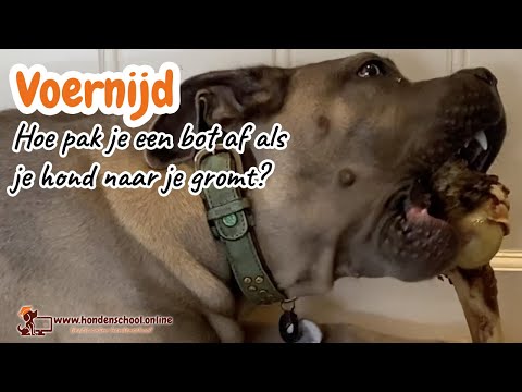 Voernijd - hoe pak je een bot af van je hond