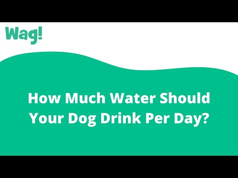 How Much Water Should Your Dog Drink Per Day? | Wag!