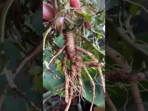 Hoe wij paardenbloemwortelthee maken! #growyourownfood #foraging #wildfood