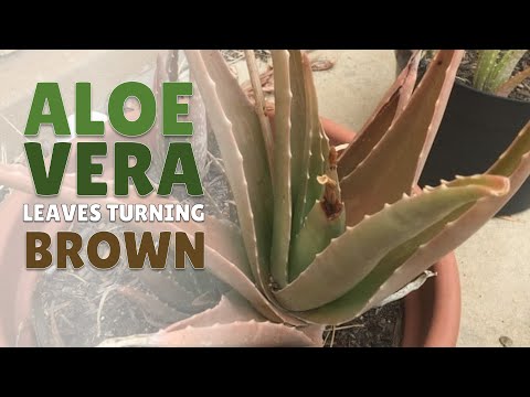 How To Manage Aloe Vera With Leaves Turning Brown