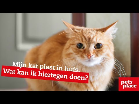 Mijn kat plast in huis. Wat kan ik hiertegen doen?