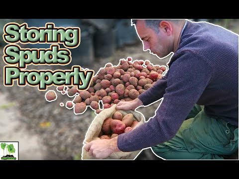 Storing Potatoes Long Term  - Save Your Potato Harvest