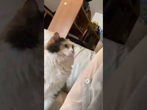 Cat Headbutts Owner's Arm Demanding to be Pet - 1182708