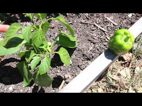 4 Ways to Speed Up Pepper Growth & Fruiting