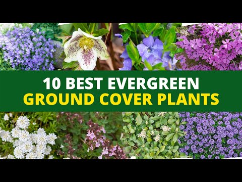 10 Best Evergreen Ground Cover Plants  🌻