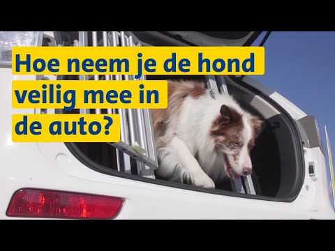 Hoe neem je je hond veilig mee in de auto? | ANWB Vakantievoorbereiding