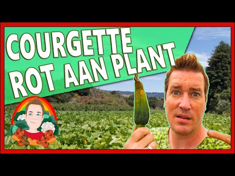 COURGETTE BESTUIVEN | Moestuin vlog 151 | Heb je 2 courgette planten nodig, Courgette valt van plant