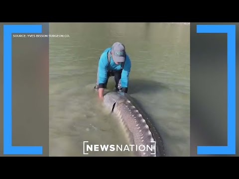 100-year-old sturgeon caught in British Columbia | Morning in America