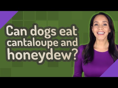 Can dogs eat cantaloupe and honeydew?