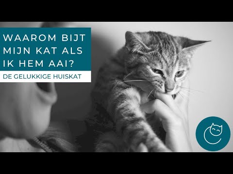 WAAROM BIJT MIJN KAT MIJ ALS IK HEM AAI? - De gelukkige huiskat - kattengedrag