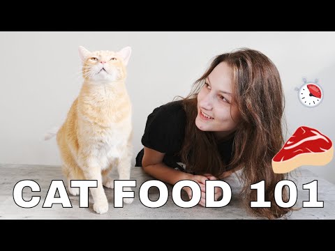 Cat Food 101: What, When, & How Much to Feed Your Cat