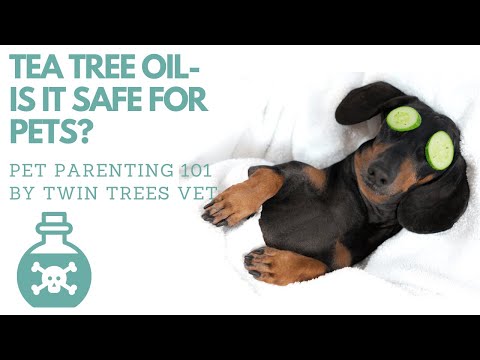 Tea Tree Oil: Is It Safe for Dogs and Cats?