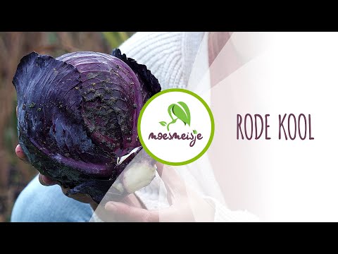 Rode kool kweken: van zaaien tot oogsten | Rode kool uit de moestuin