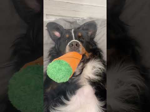 My dog does WHAT when I’m gone!? 🤯🫣🫢😬 | #barkboxpartner #bernesemountaindog #funnydogvideo