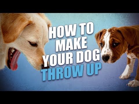 How to Make a Dog Throw Up (Safely and Quickly)