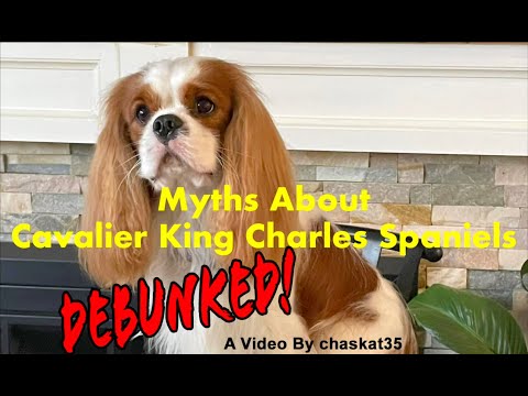 Myths About Cavalier King Charles Spaniels ... Debunked!