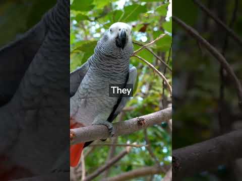 How Long Do Parrots Live? #shorts