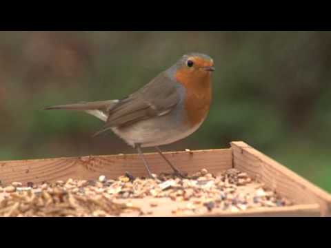 Vroege Vogels - Voer voor de roodborst