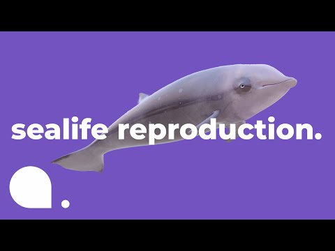 How Fish Reproduce | Exploring the Deep Blue Ep. 5