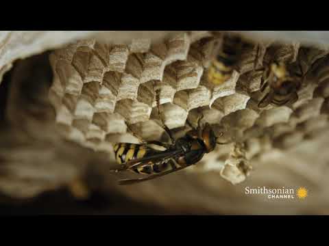 Fascinating: Hornets Build An Elaborate Nest Inside a Tree