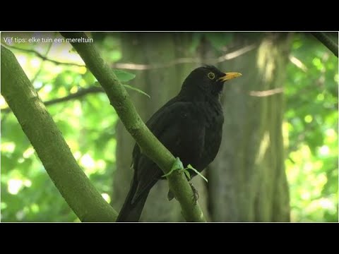 Vijf tips: elke tuin een mereltuin