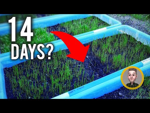 How Long Does Grass Seed Take to Germinate? (7-21 days)