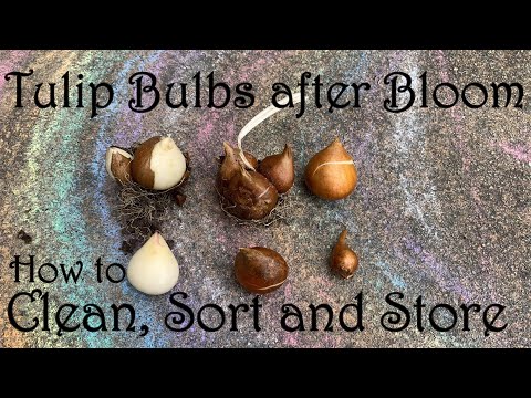 Tulip Bulbs after Bloom | How to Clean, Sort and Store