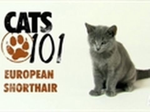 European Shorthair | Cats 101