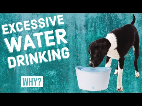 Why Is Your Dog Drinking So Much Water?