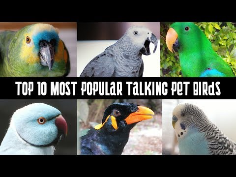 Top 10 Most Popular talking pet Birds | Talking Parrots