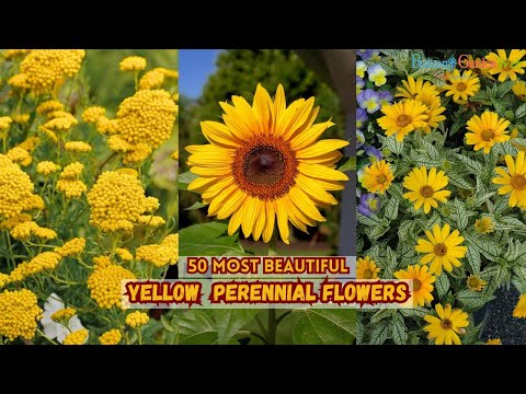 50 Most Beautiful Yellow Perennial Flowers | Add Vibrant Colors to Your Garden All Season Long